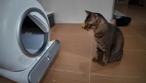 Aurora Automatic Cat Litter Box Review: A Smart Solution for Busy Cat Owners?