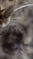 Stress-Free Long-Haired Cat Grooming: A Gentle Approach