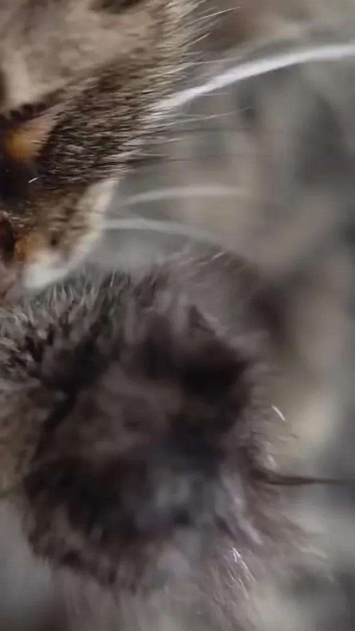 Maintain a calm and positive environment: Speak softly, move slowly, and let your cat walk away if they want to (98.439)