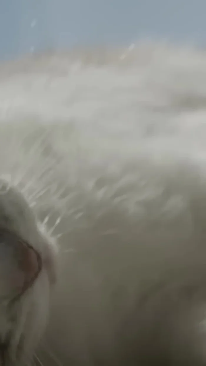 Start slowly: Let your cat sniff the brush. Begin by brushing areas they enjoy, like the head or behind the ears (45.04)