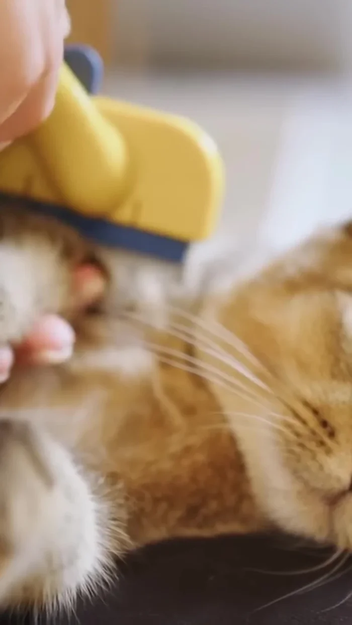 Start slowly: Let your cat sniff the brush. Begin by brushing areas they enjoy, like the head or behind the ears (45.04)