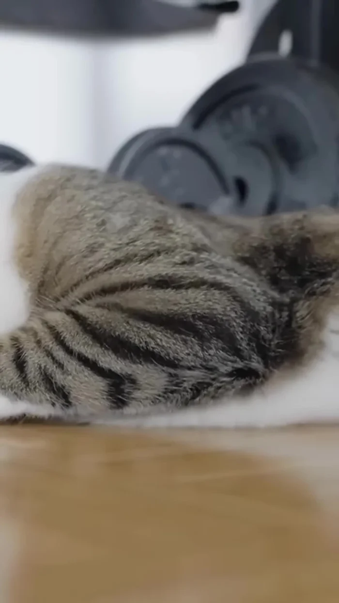 Handle tangles carefully: If you encounter a tangle, don't yank. Hold the fur near the skin and gently work through the knot from the ends (72.72)