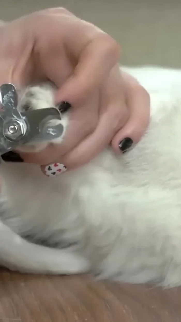 Handle tangles carefully: If you encounter a tangle, don't yank. Hold the fur near the skin and gently work through the knot from the ends (72.72)