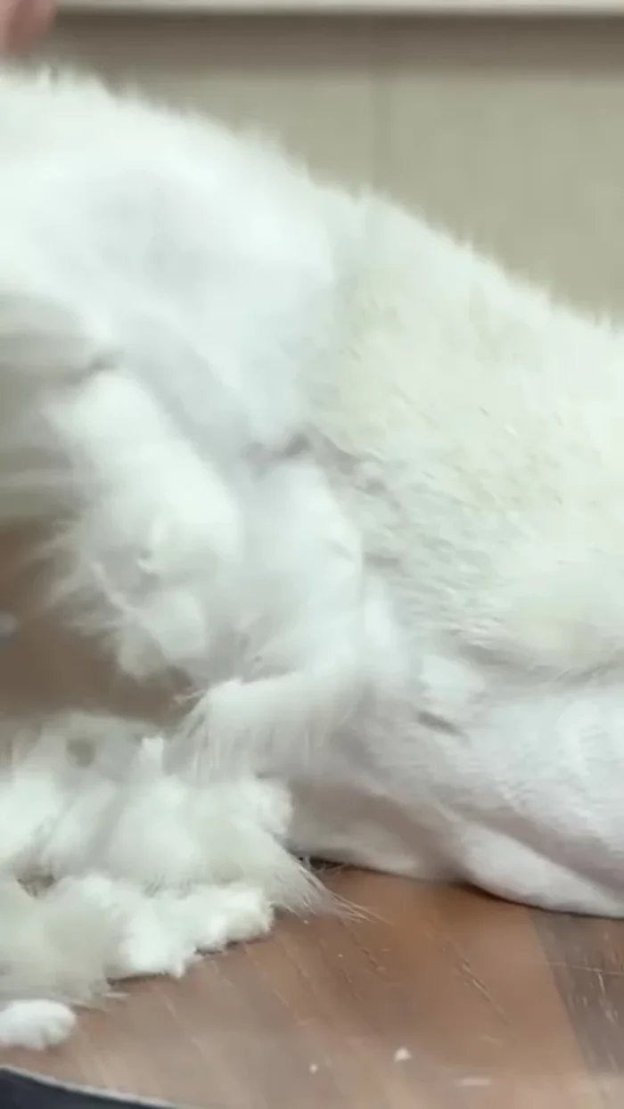 Maintain a calm and positive environment: Speak softly, move slowly, and let your cat walk away if they want to (98.439)