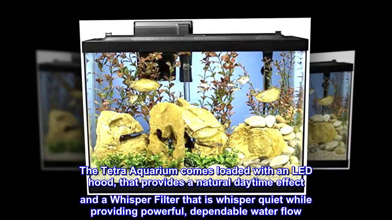 The LED hood illuminating the aquarium, showcasing its natural daytime effect.