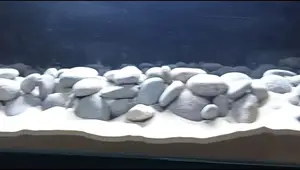 DIY Island Aquascape: A Step-by-Step Guide to Building a Stunning Planted Tank