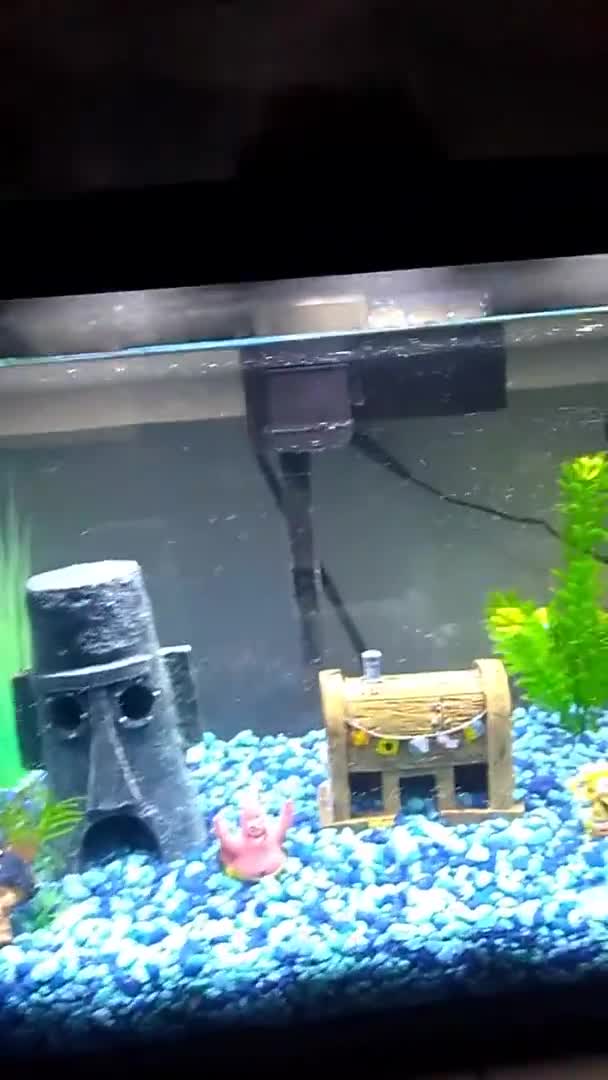 The aquarium box being opened, revealing the tank.