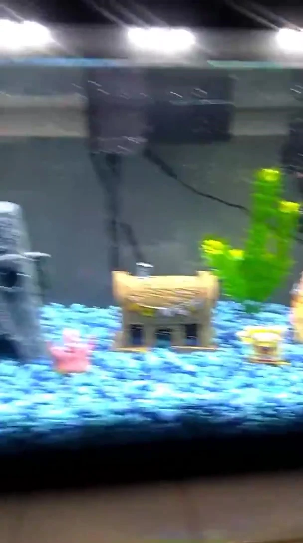 Close-up of the SpongeBob and Patrick rocks.