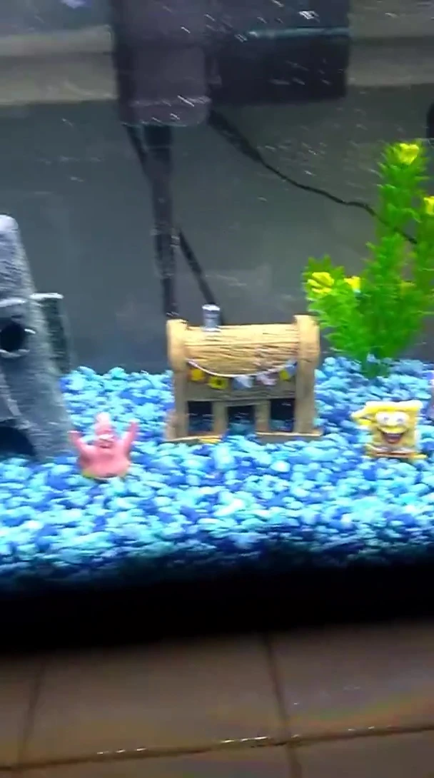 Shot of the finished aquarium before adding fish