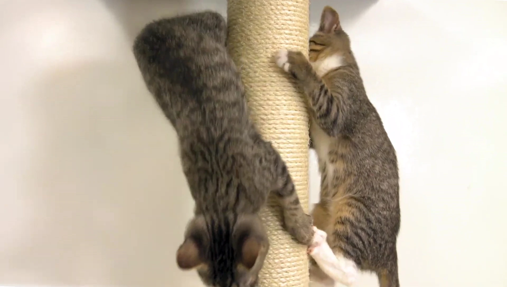 Concluding shot emphasizing the cat's enjoyment of the climber.