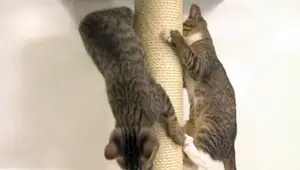 PetFusion Ultimate Cat Climber Review: The Purrfect Climbing Adventure?