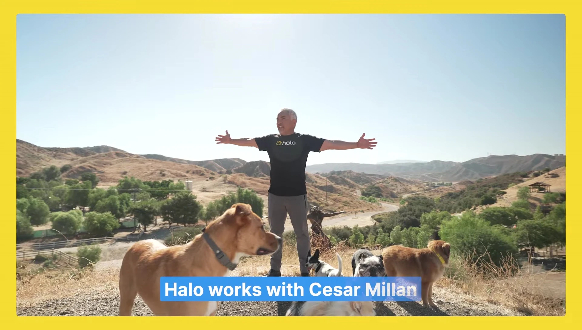 Screenshot demonstrating the Cesar Millan training integration in Halo Collar 4.
