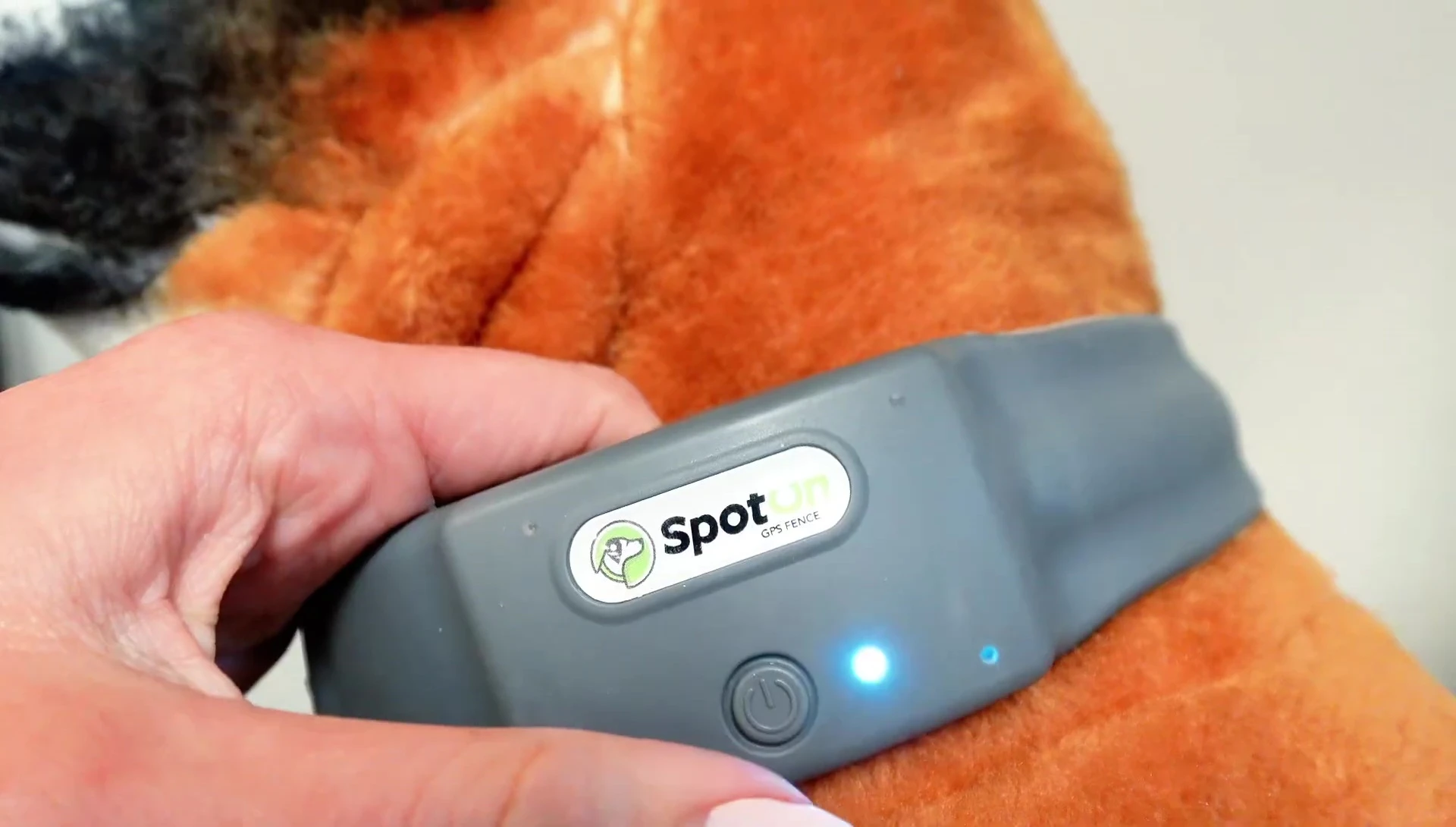 SpotOn collar flashing a white light, indicating GPS signal search.
