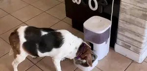 Javiscam Automatic Pet Feeder Review: Smart Feeding for Peace of Mind