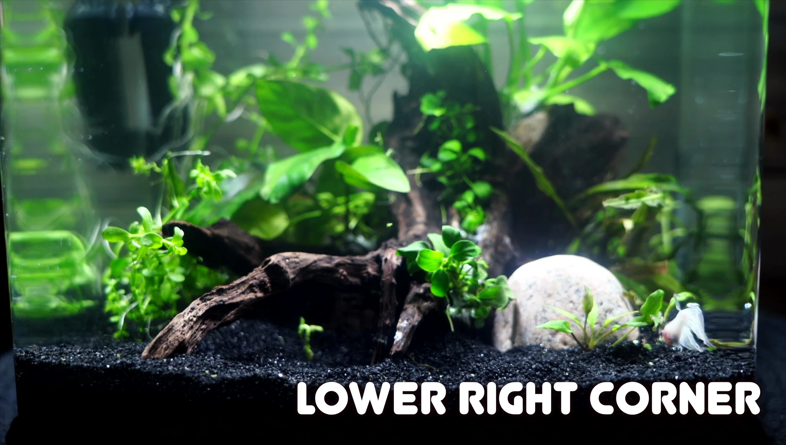 Crypt Parva and Micro Sword planted together.