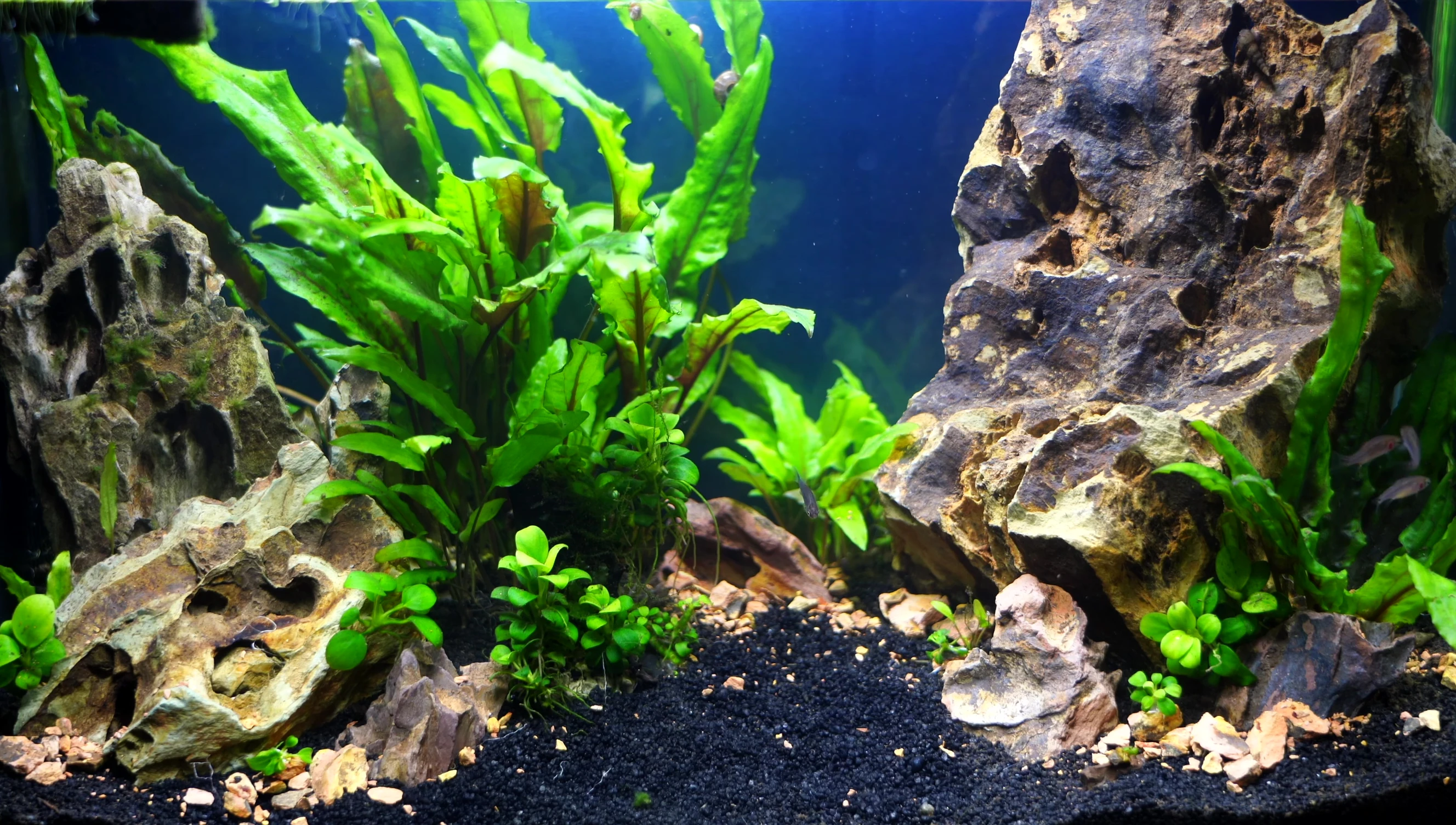Anubias Nana Petite arranged on a piece of wood.