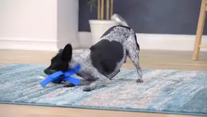 PetzLife: Natural Pet Remedies for Common Problems