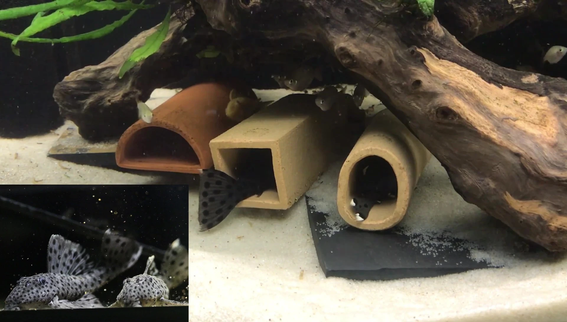 Close-up of the L264 Sultan Pleco tank, showing the adult male and female plecos.