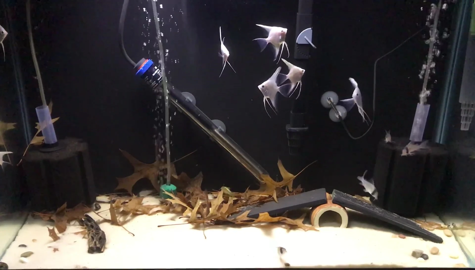 Overview shot of the new fish tank