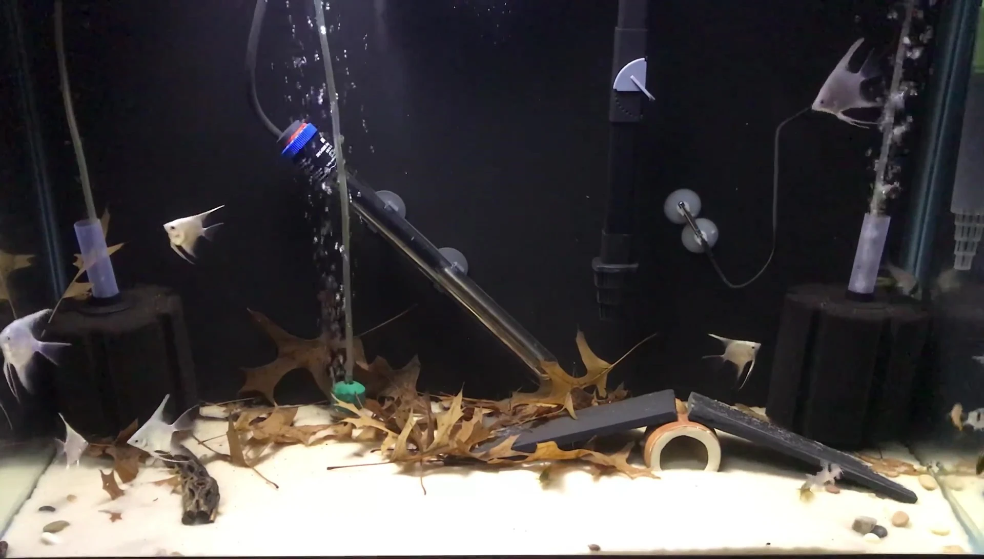 The Corydoras schooling together