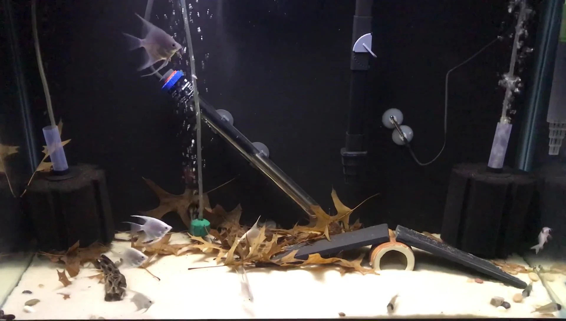 The new fish swimming happily