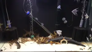 New Platinum Angelfish, L264 Plecos & Green Laser Corydoras: A Fish Room Update