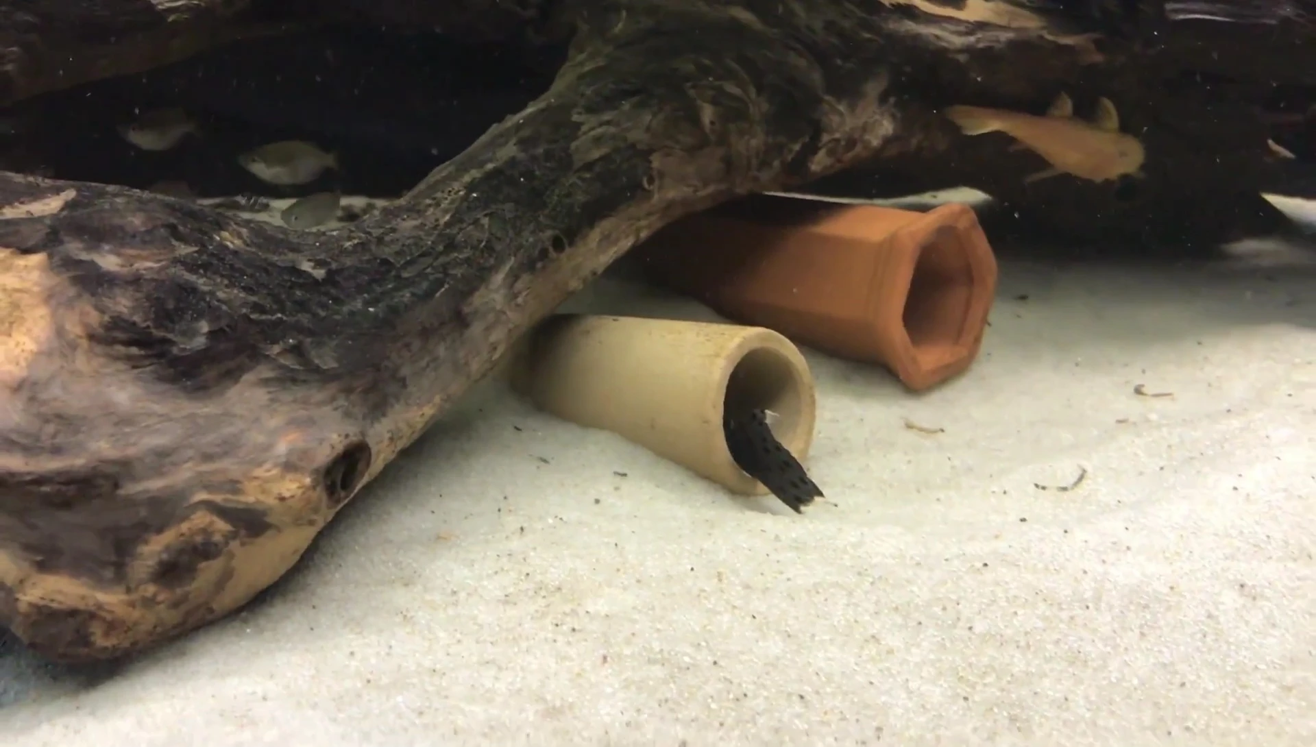 The adult female L264 Sultan pleco in her cave.