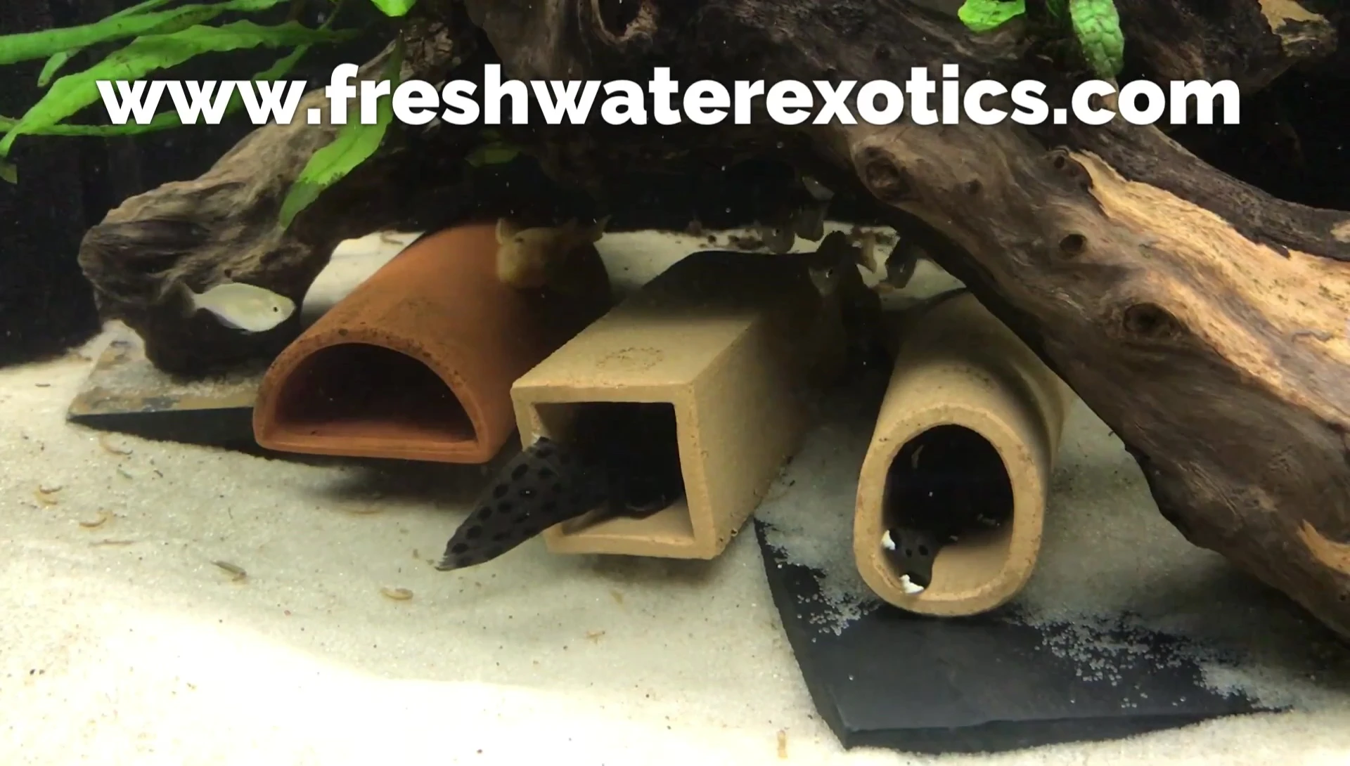 Text on screen mentioning Freshwater Exotics