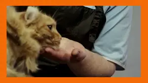 Best Cat Grooming Tools 2024: A Comprehensive Review