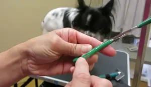 Dog Grooming Scissors: 6-Inch vs. 8-Inch Shears