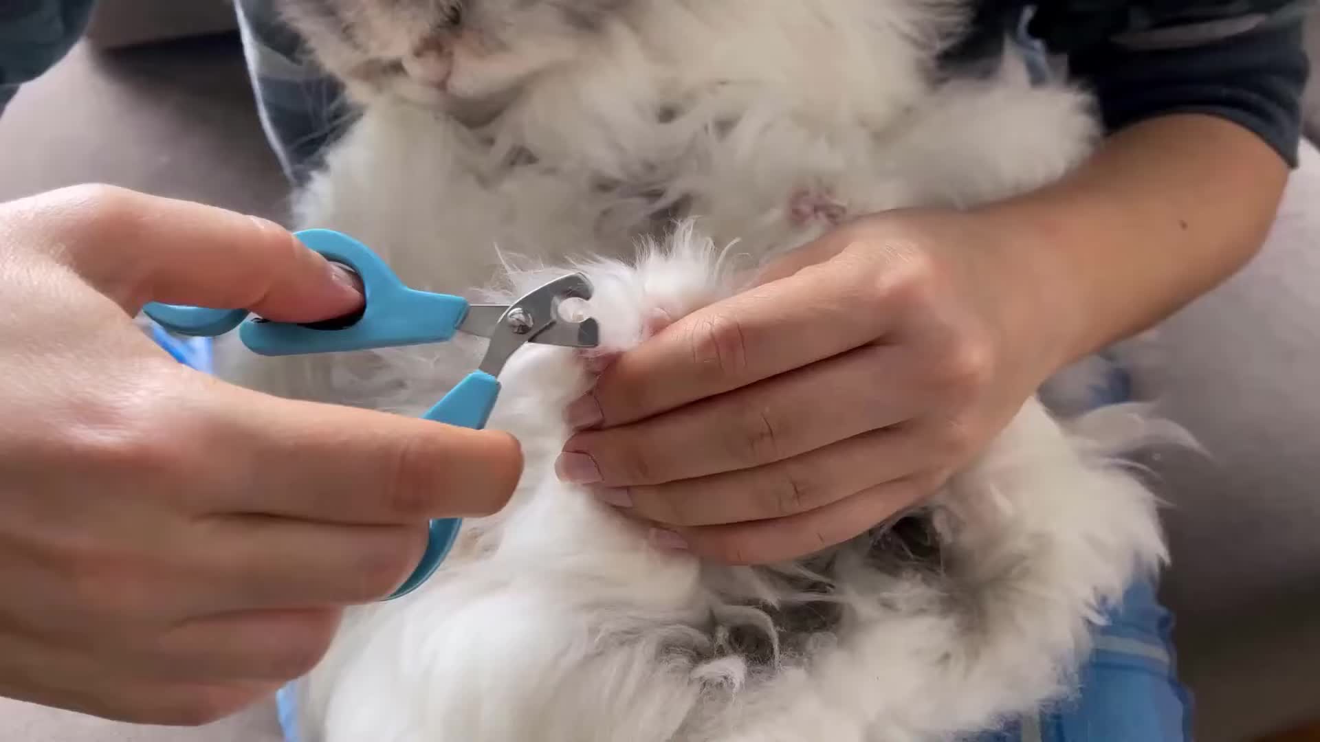 Close-up shot of cat's paws