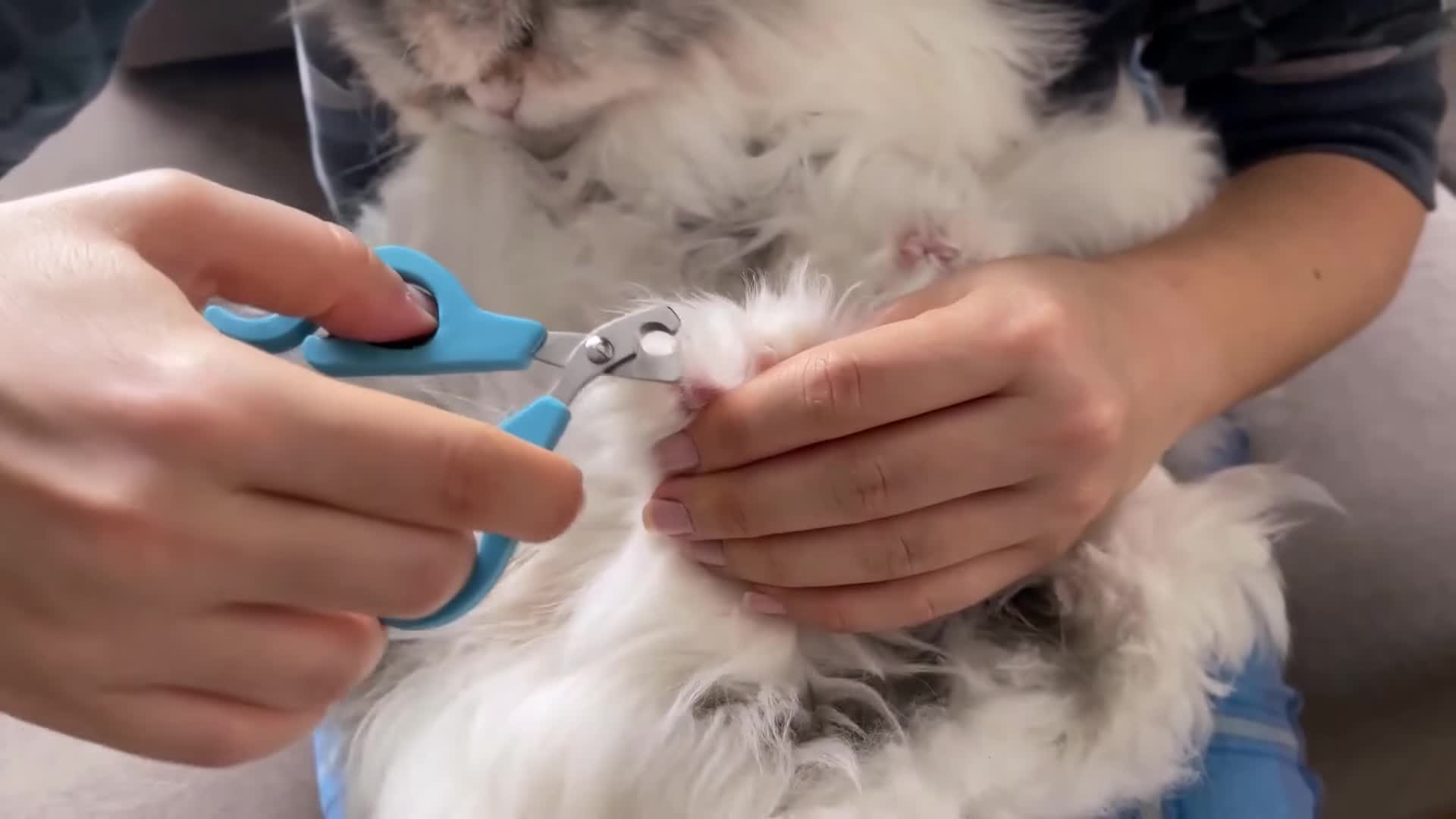 Cat playing, showcasing healthy claws