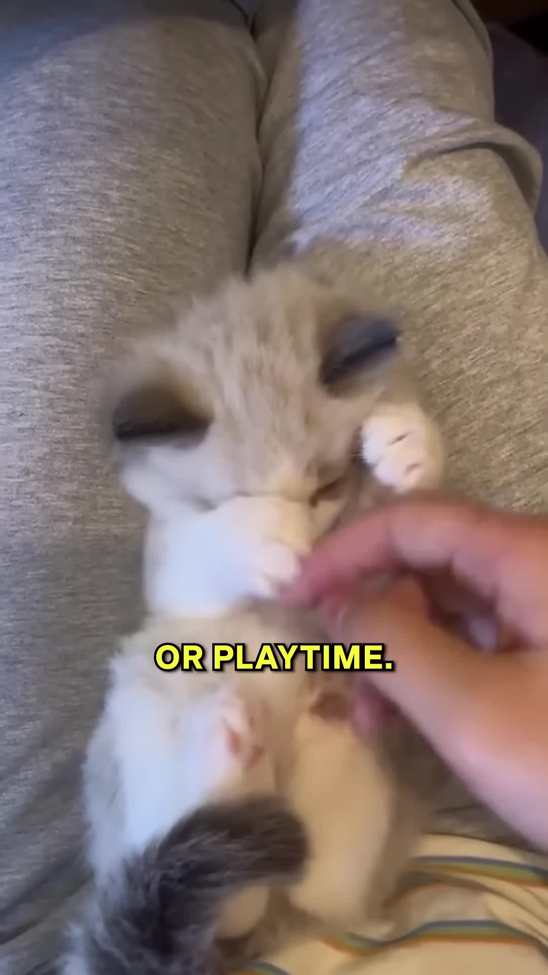 A person gently placing a kitten into a litter box
