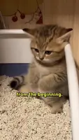 Kitten Litter Box Training: A Step-by-Step Guide