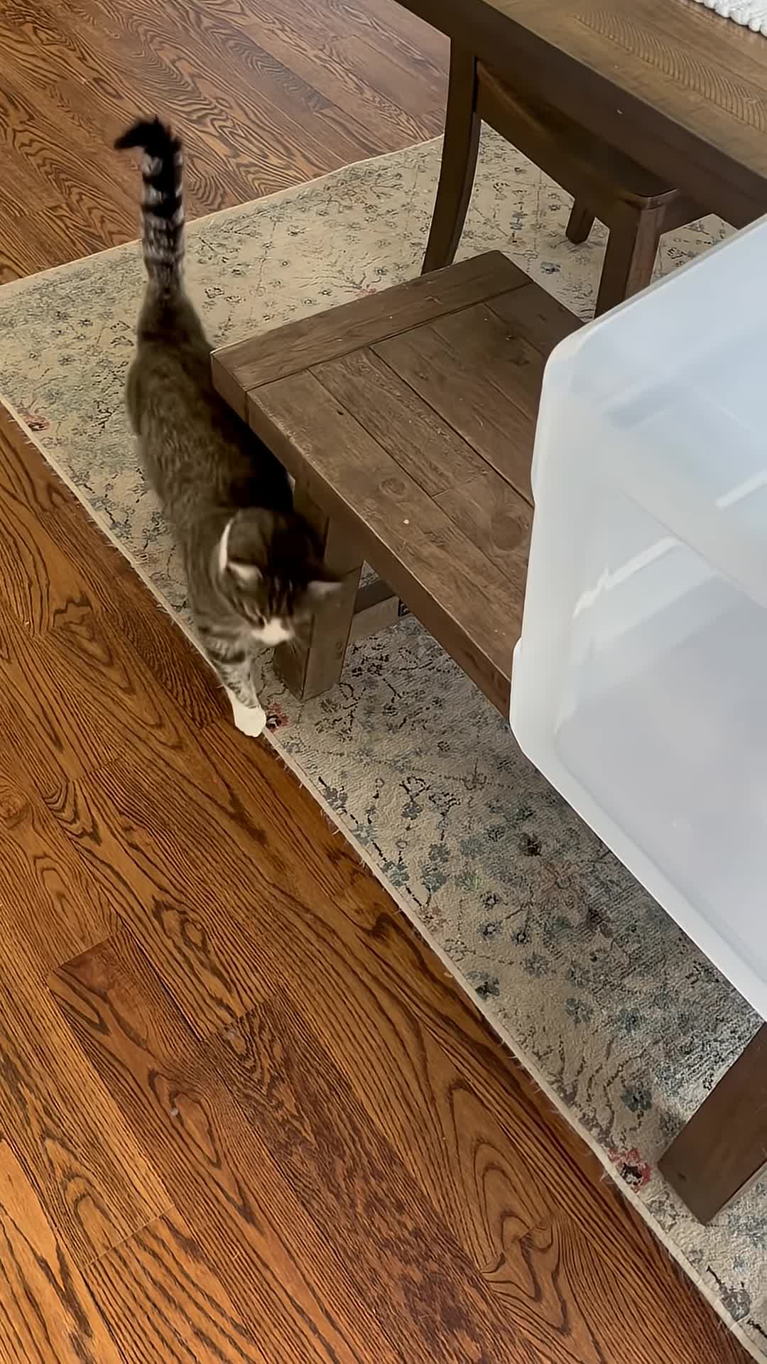 A large tote and an average-sized cat for size comparison.