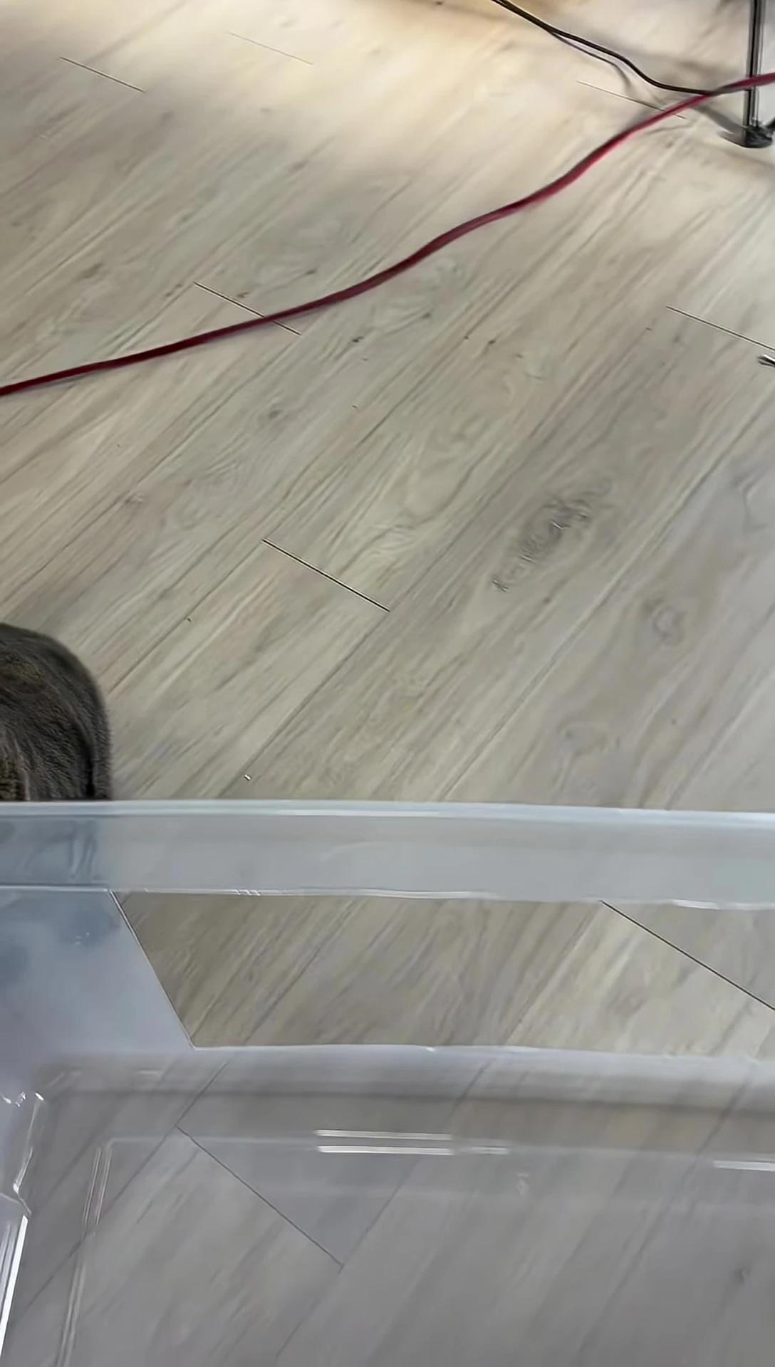 A cat using the large litter box.