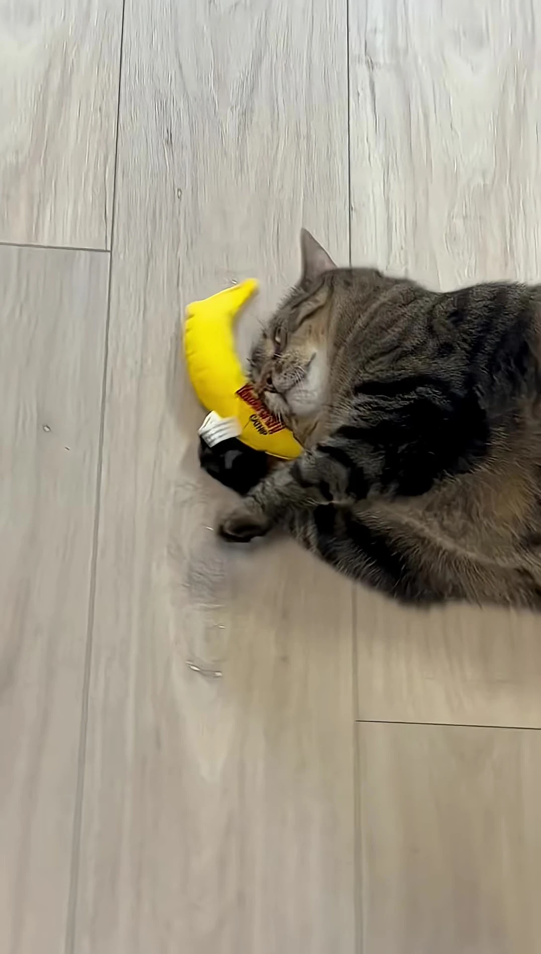 Highlighting the ease of use for cats with mobility issues.