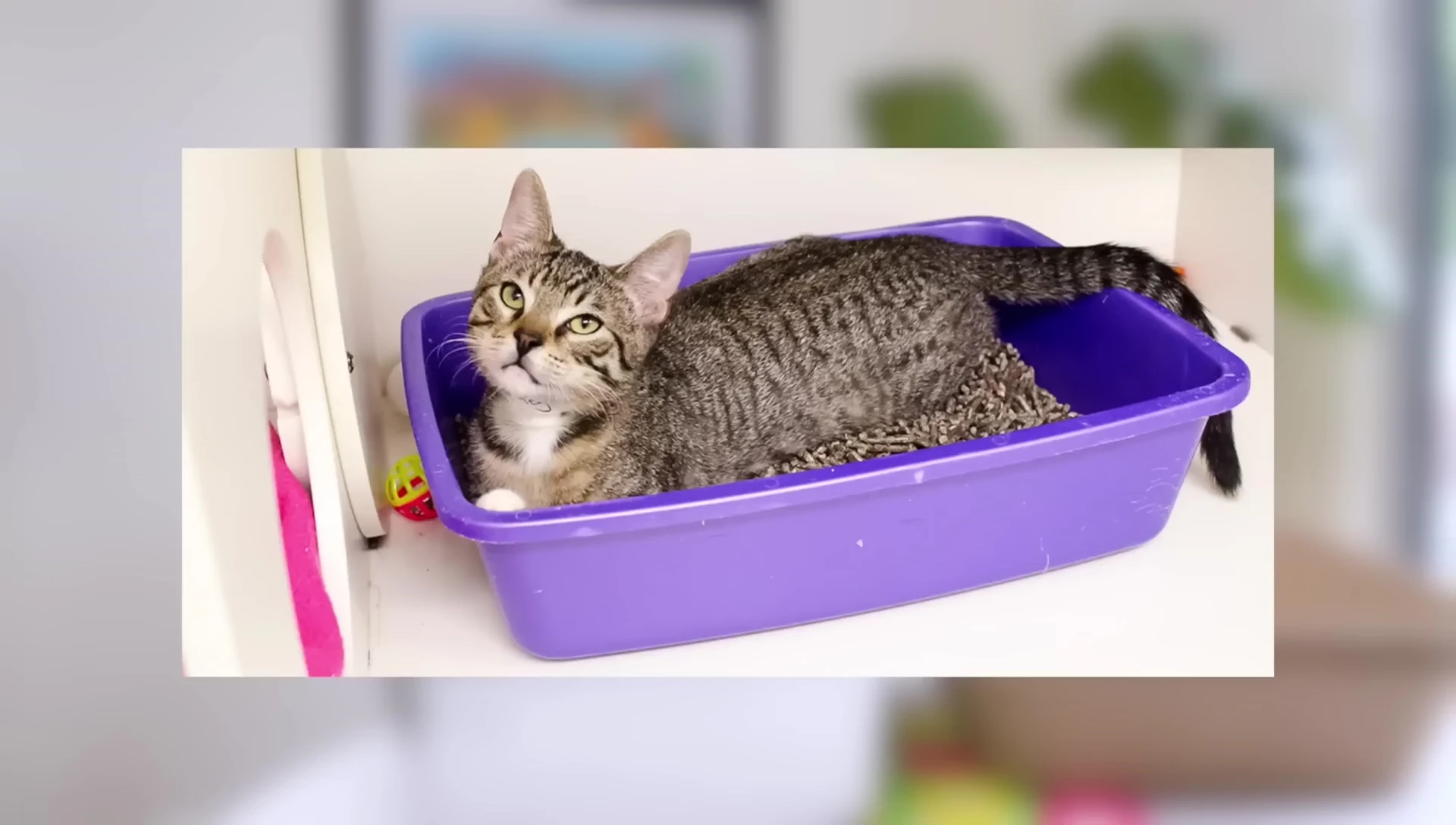 A plastic litter box