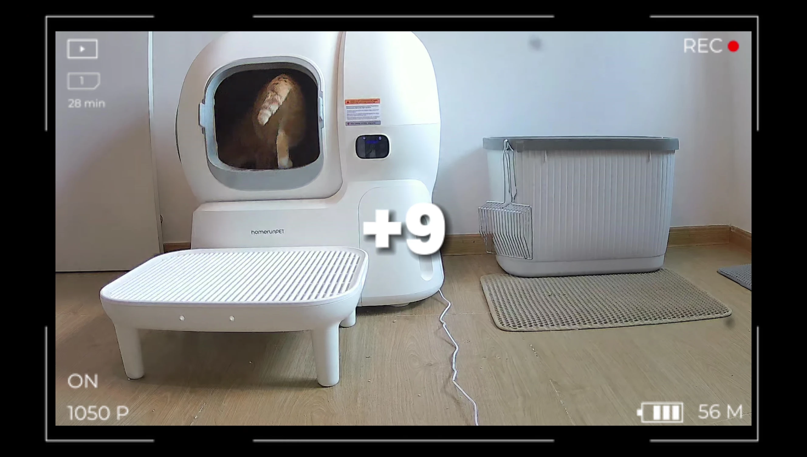 Cats using the Homerun Pet litter box.