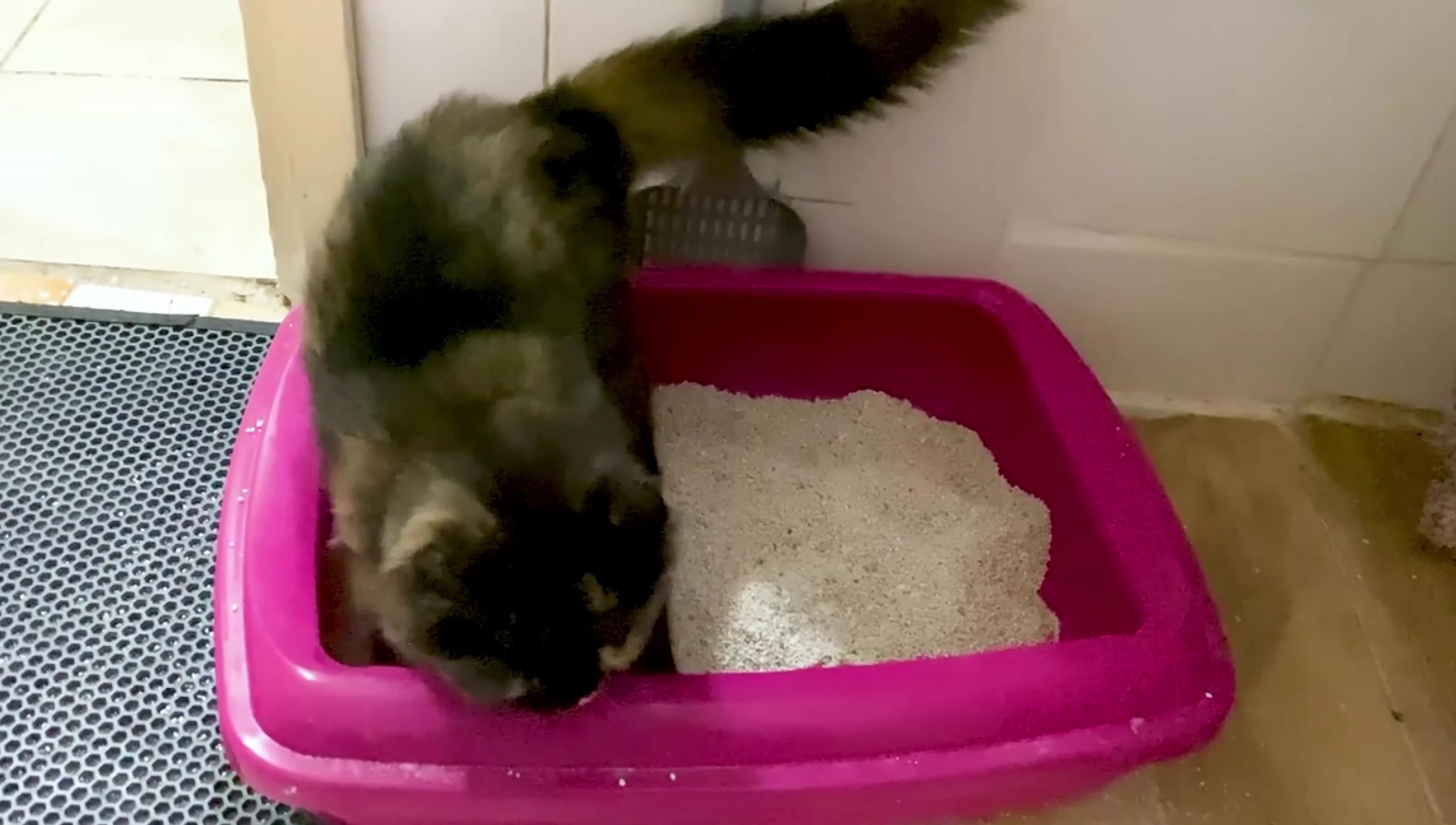 Cat digging in the litter box, illustrating dust generation.