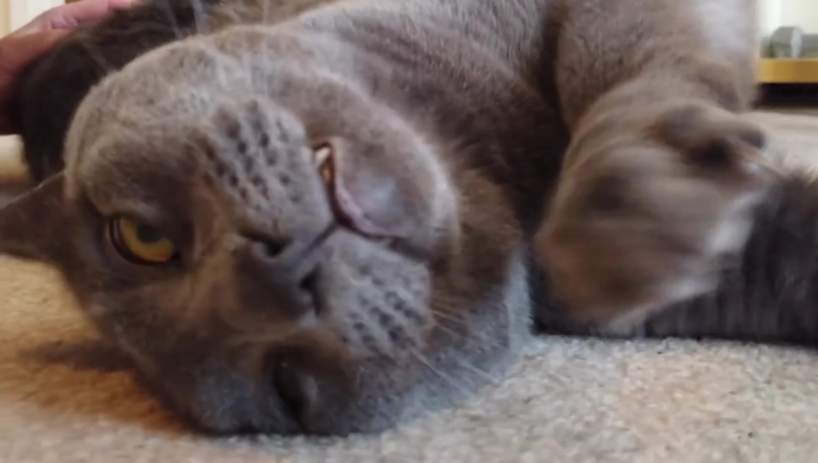 Image related to respiratory problems in cats.
