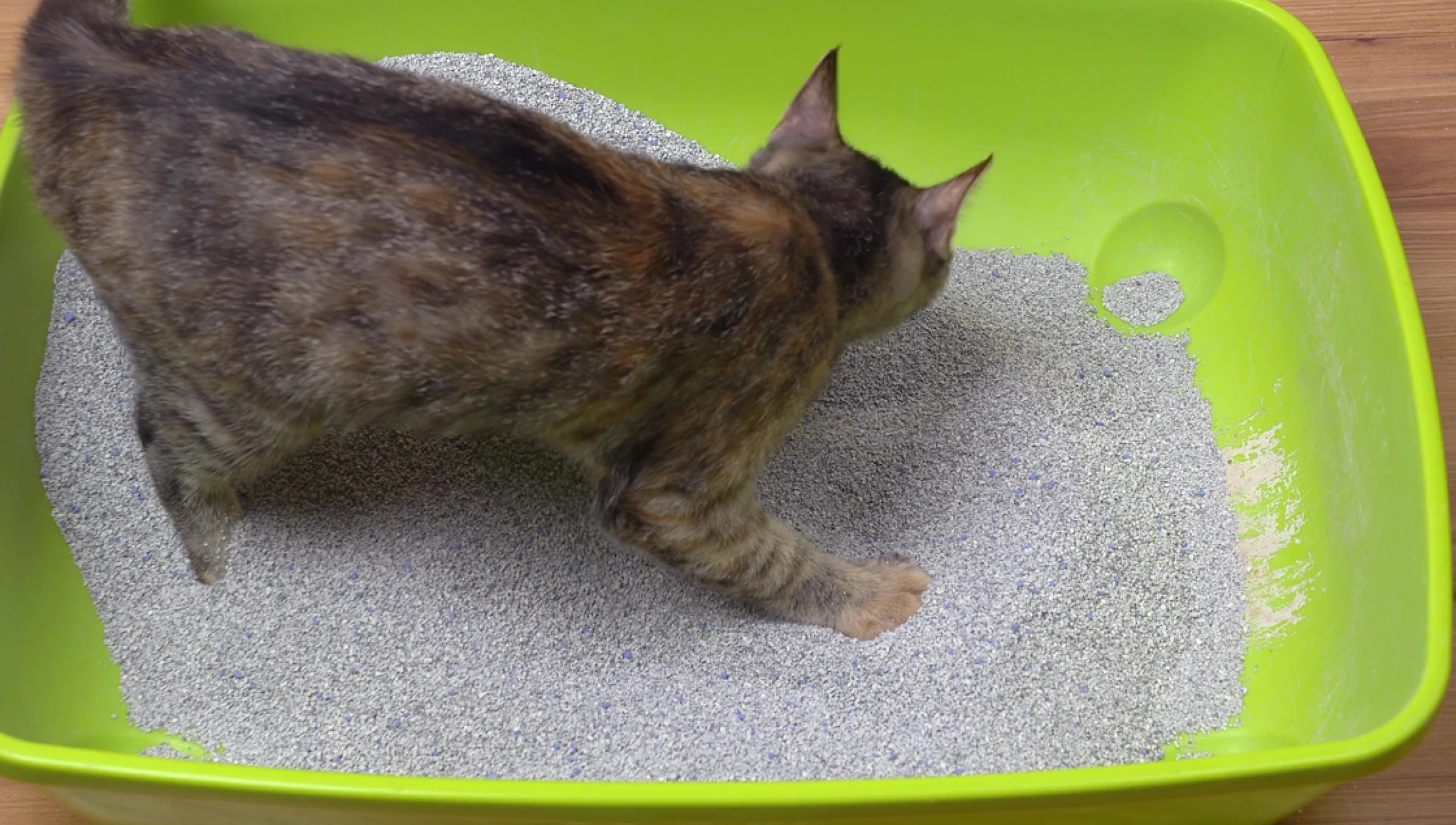 Image of a happy and relaxed cat, signifying a positive litter box experience.