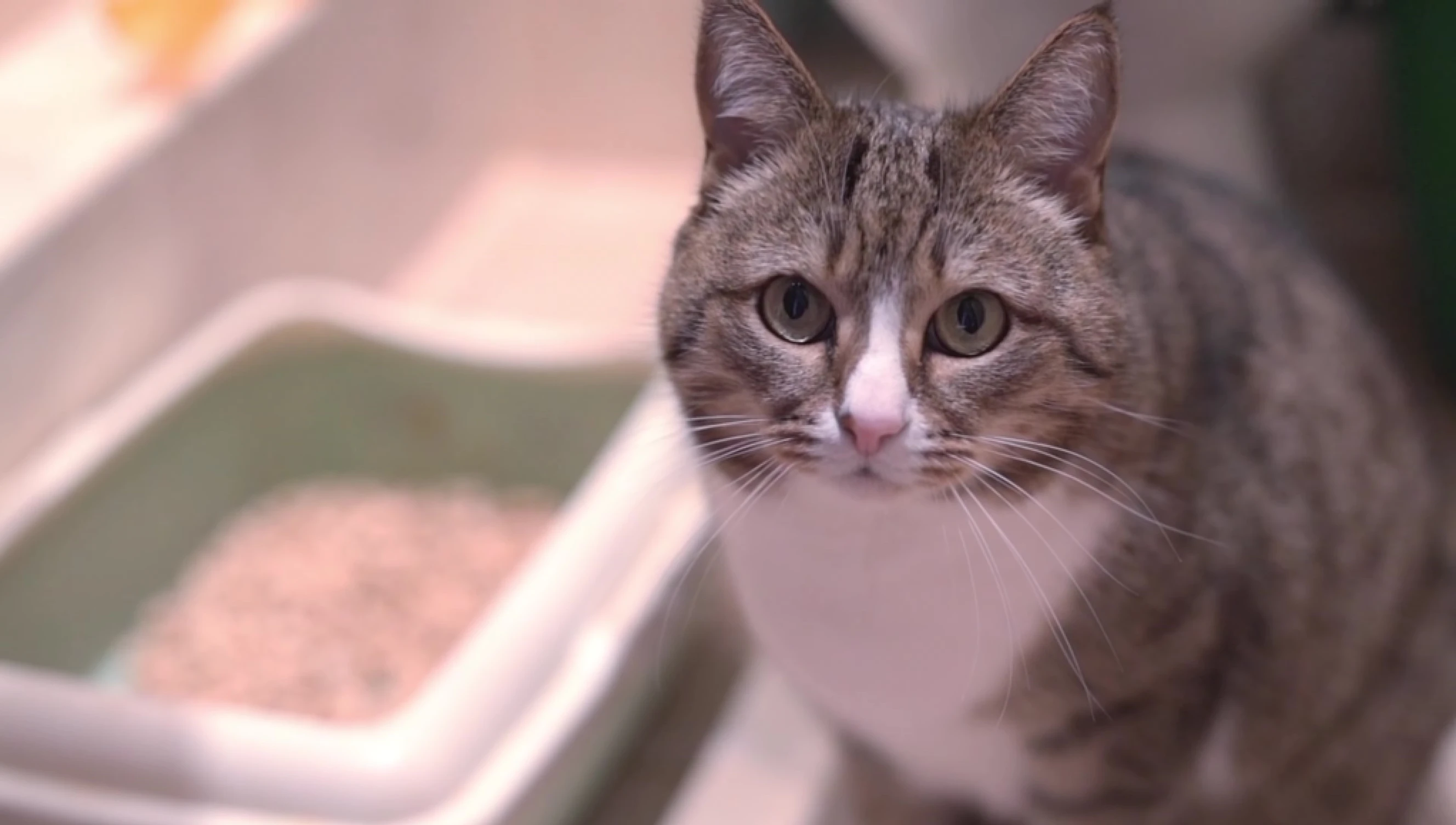 Visual representation of a cat's discomfort with a heavily scented litter box