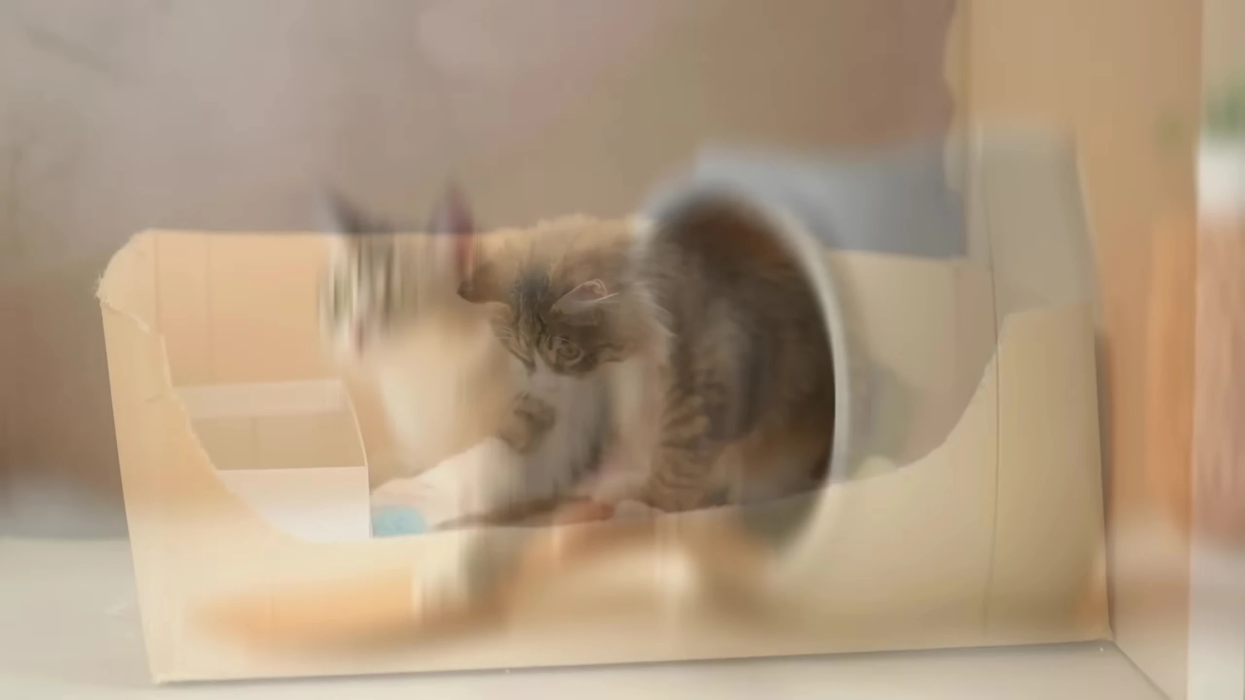 A low-entry litter box.