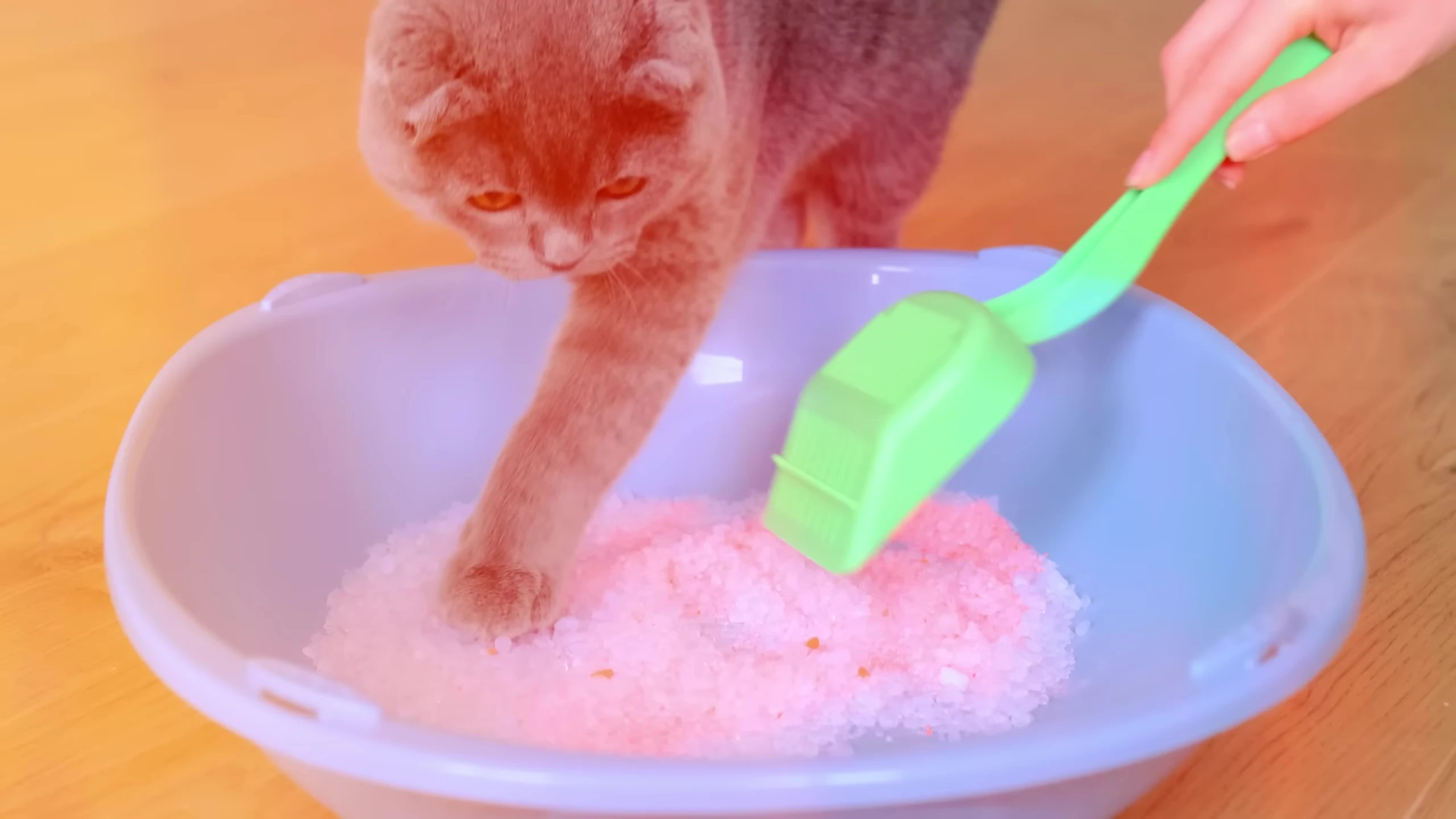 Plastic litter box liner.