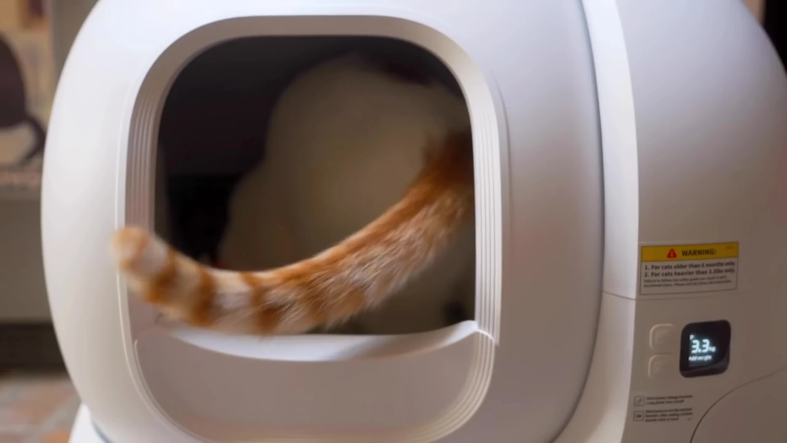 Measuring a cat from nose to tail to determine appropriate litter box size.