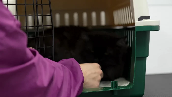 Bring the cat to the grooming area (shower).