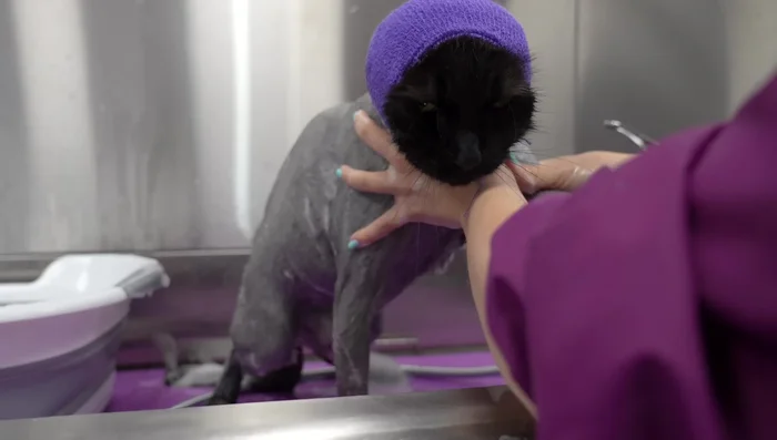 Return the cat to a comfortable location.