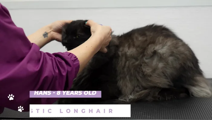 Continue shaving until the cat is completely shaved.