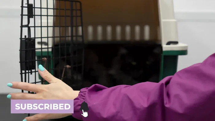 Bring the cat to the grooming area (shower).